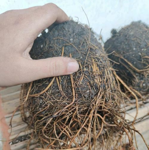  『能力』春天养花不能错过的爬藤植物，发芽能力强，栽一次开花爆盆好多年