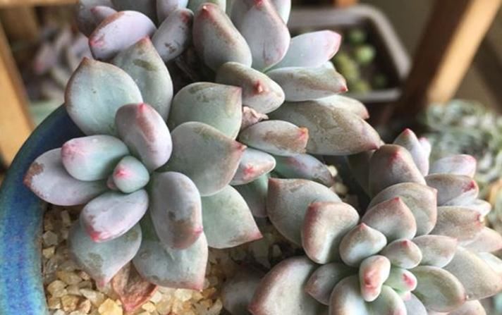  『病虫害』多肉植物常见病虫害,每一个都是伤