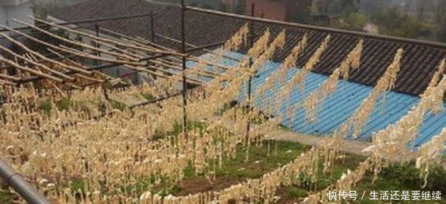 农村5分钱一斤没人要，大爷灵机一动这样加工，人人抢着要！