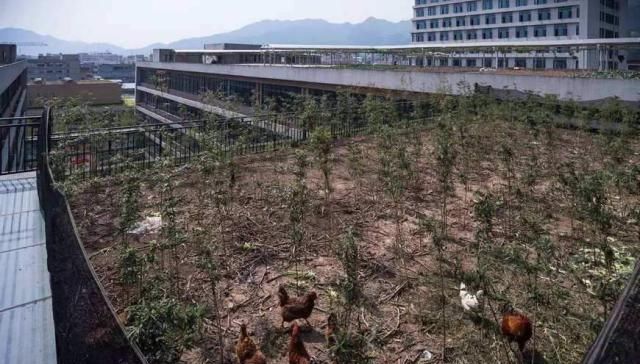  「鸡粪」在楼顶养鸡，鸡粪如何处理呢，记住这些方法！