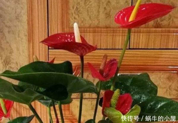 漂亮@几种花,现在养正当时,漂亮大气上档次,越养越喜欢,美爆你阳台