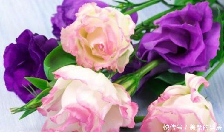  『家里』3种花很好养，开花漂亮色温馨，养家里花香怡人，温馨甜蜜庆有余