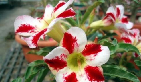  花型■春天养这几款花，枝条插土就生根，开花轻松爆盆，花型独特又美观