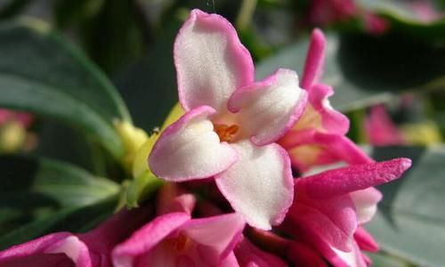  「圣光」喜欢菊花，不如试试“菊中珍品”圣光宝船，似粉嫩宽船，美丽淡雅