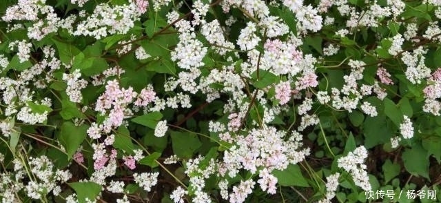  种子：在农村，种此物好赚钱吗？一亩产量能达250斤，还行！