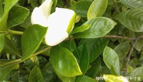  栀子花：栀子黄叶别紧张，学会这一招，新叶呼呼往外长！叶子变得绿油油