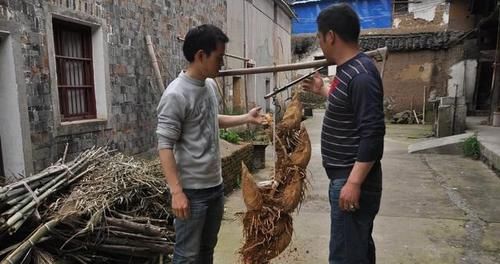  男子■男子竹园挖到“稀罕物”，村民表示没见过