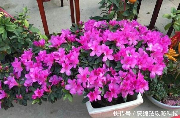  「肥料」在家该如何养殖杜鹃花？弄清楚4方面需求，花谢还能再开一波