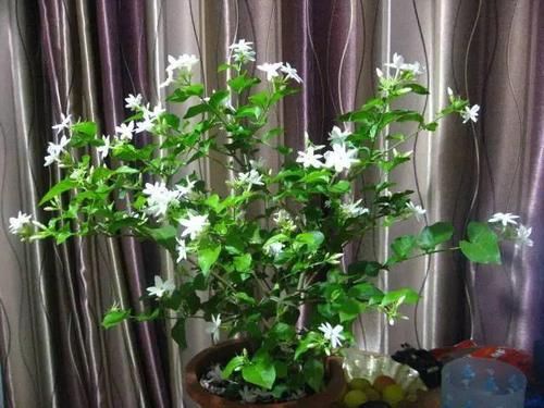  「要注意」9种折个枝叶就能扦插的花卉，又能省不少了！