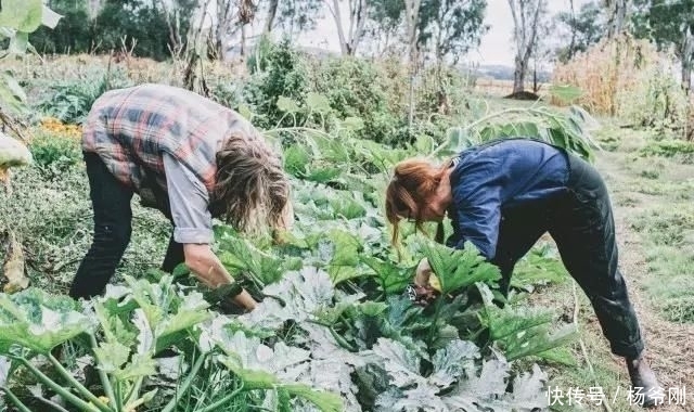  蔬菜：下半生，和爱的人一起养花种菜可好
