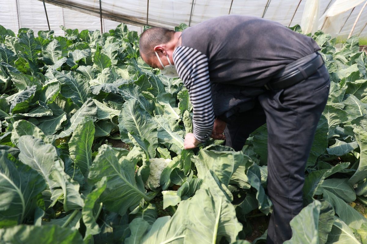  『供应』武汉东西湖区慈惠街道：多措并举保障疫情期间蔬菜供应销售