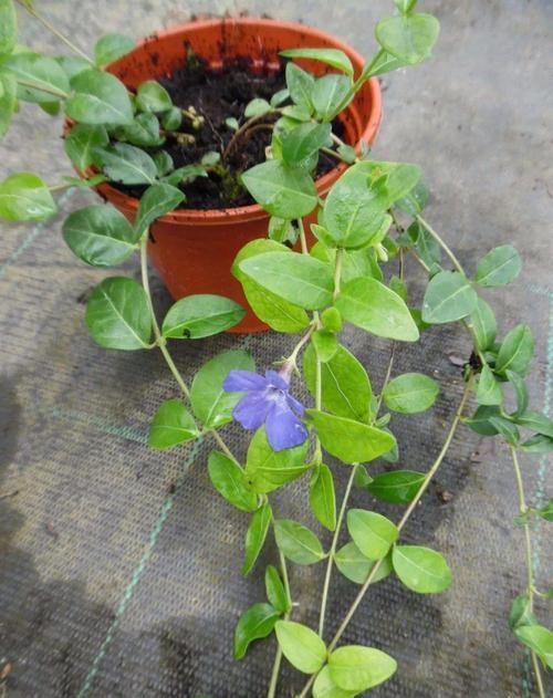 #适合#不想在院子里种草坪,这些观赏花很适合,光照充足和遮阴处都能养