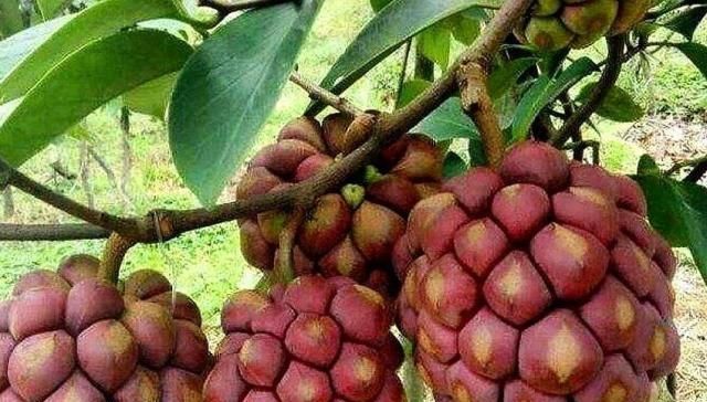  水果@农村一种水果被称为黑老虎，现市场上一斤80元，每亩纯收入