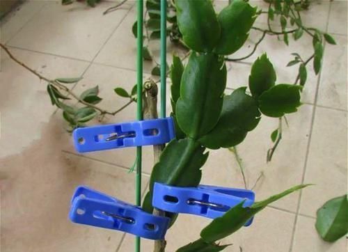 【嫁接】蟹爪兰绑到这上面,开花直冲房顶,还能多活10年