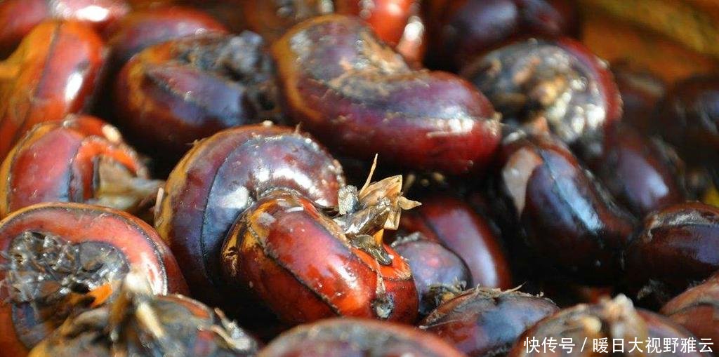  「水果」农田一杂草，以前农民挖不绝，现在想吃靠买，10元一斤