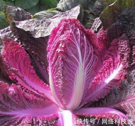 农村种植一种白菜，价格高过猪肉，亩产5千斤，农民年赚几十万