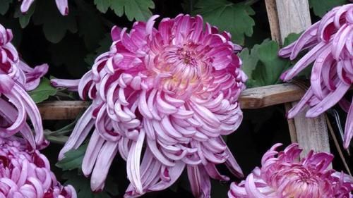 『朱荷』喜欢菊花,就养盆“珍品名菊”太液朱荷,花色艳丽,稳重大气!