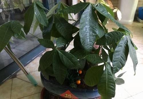 养好:养好发财树,这几个“细节”要注意,不能疏忽,小心黄叶子