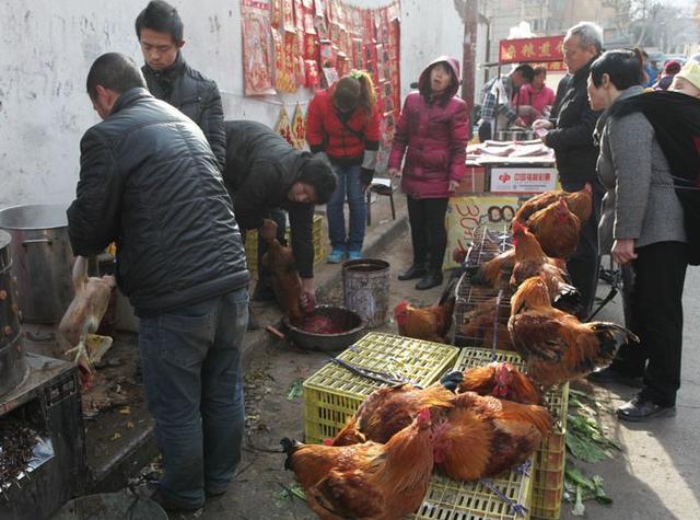  肉鸡■曾被“疯抢”的土鸡，如今拿到城里却没人买，农民：这是