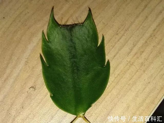 『扦插』空气生根扦插法,有效的懒人养花方法!揪片叶子丢袋子,太好活了