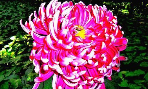  [妩媚]喜欢菊花，就养盆“菊中珍品”晓妆方罢，似紫玉蝴蝶，妩媚妖娆！