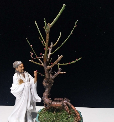 室雅何须大,案头一盆景,枝浓叶绿更喜人,拍照欣赏盆景佳作