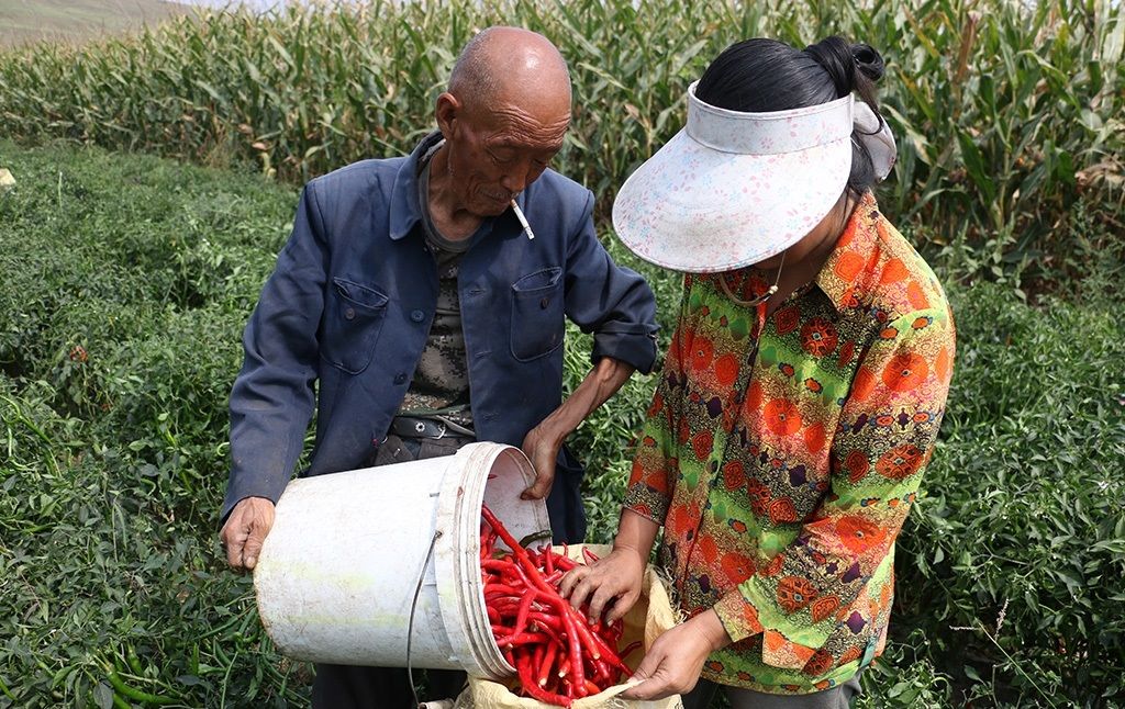 农村大伯种植的辣椒，做了辣椒酱，年赚上万元