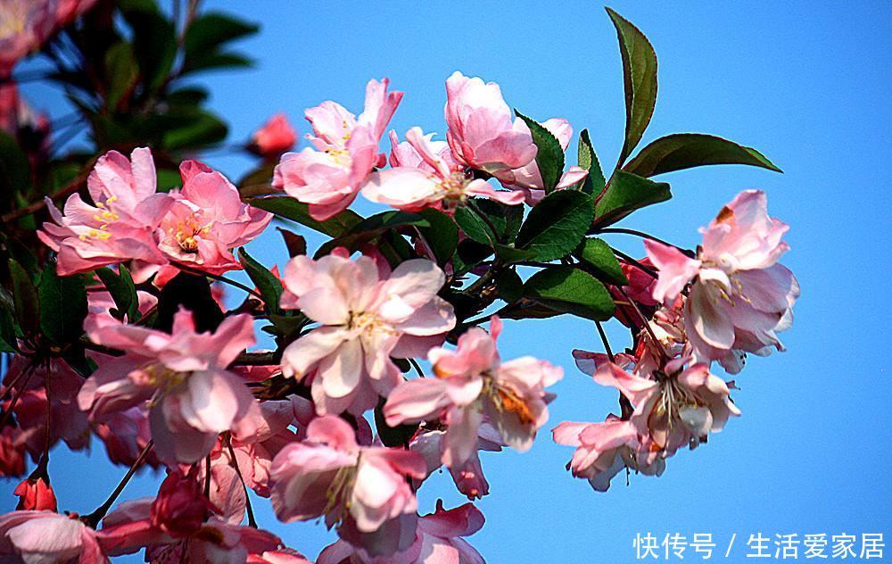 #浇完#夏天到了,3种花不能乱浇水,小心浇完就死!