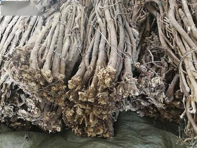  「高度」山坡下的1种“黄芪”，高度有50厘米，犹如“杂草”，殊不知珍贵