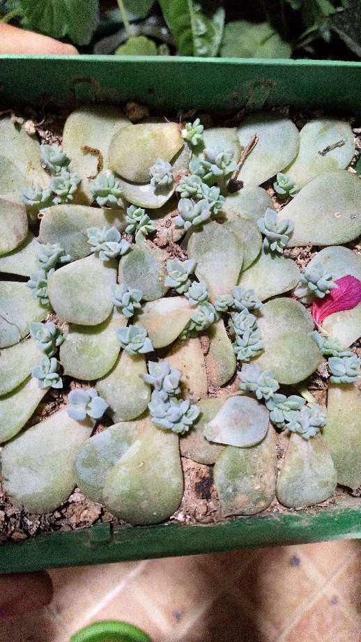  「发芽」4种多肉容易发芽，1盆能变20盆，养起来特有成就感