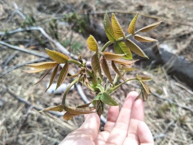  「能吃」春季里最美的野花，小时候天天见，现在成了稀罕物，你认识几种？