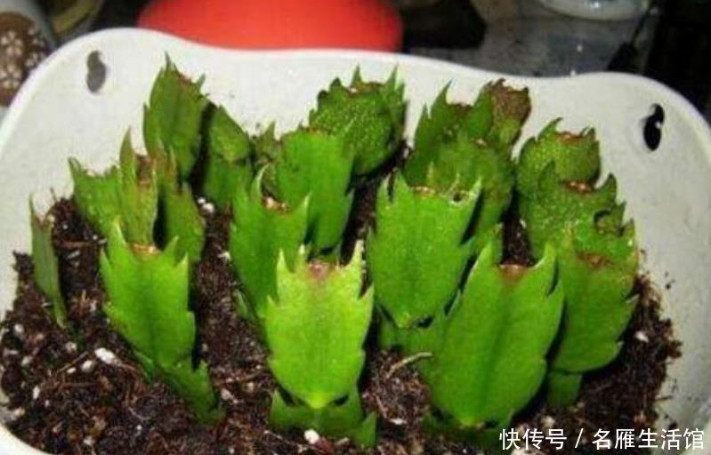  『扦插』现在“种下”5种花，只需1片叶子，秋冬开满阳台，开花一茬接一茬