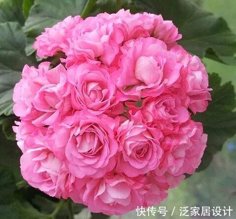 每种■110种天竺葵,每种都超美,看看你认识多少种?
