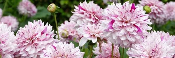 『种植』大丽花种球种植方法