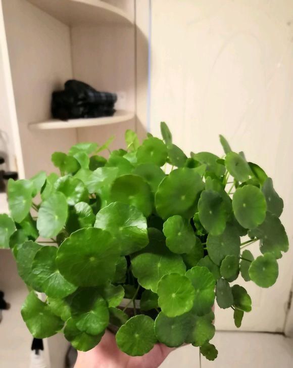  【技巧】一盆铜钱草不到一年，分出五六盆，4点养护技巧，分分钟长满盆