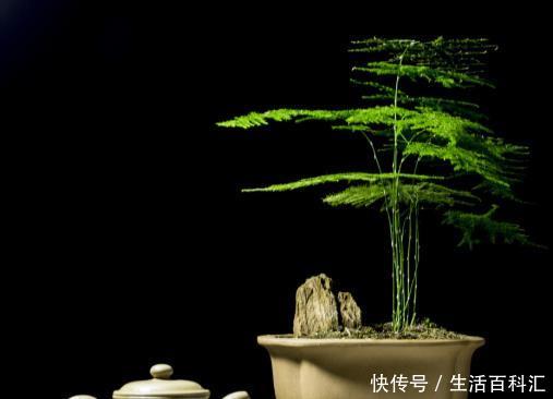 『把握』养文竹全靠这4个小妙招,把握不好,容易把它养成“文竹标本”