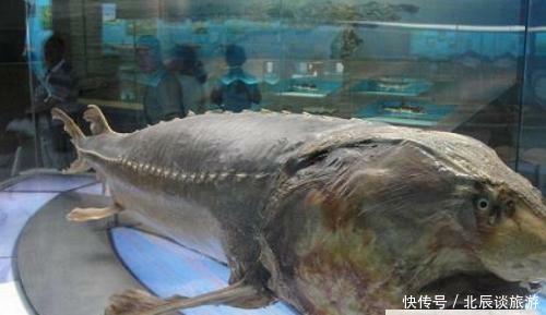 这鱼在地球生存1亿年，从未有过天敌，如今却败在中国吃货的嘴下