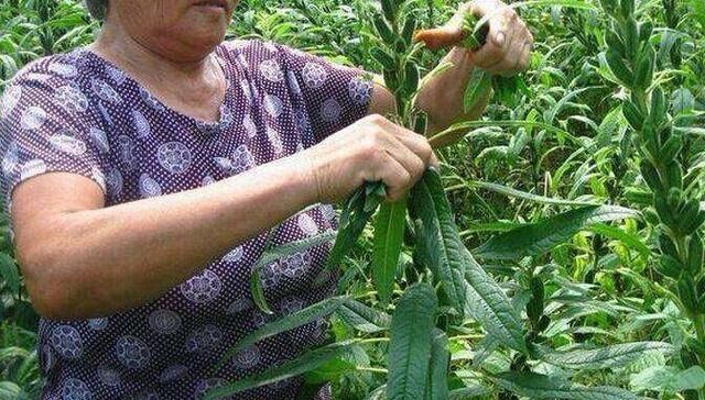  「珍品」以前只吃种子，叶子常拿去喂猪，如今却成稀珍品，一斤50元不好买