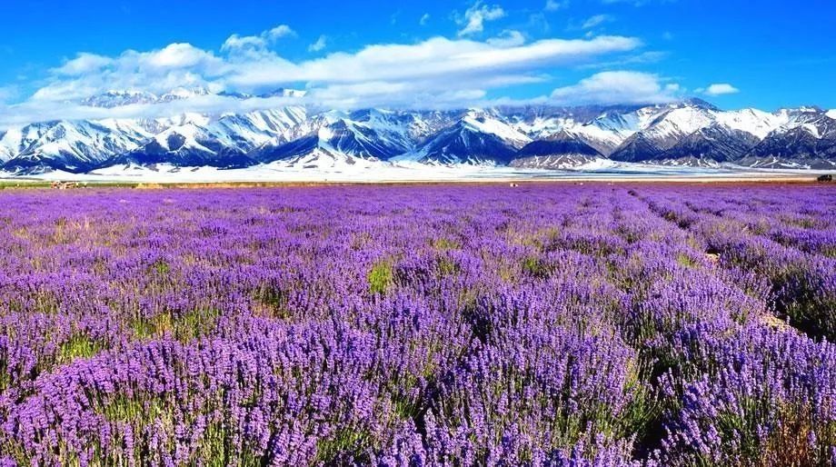 不用再去国外，去了新疆就等于去了全世界，不信你看！