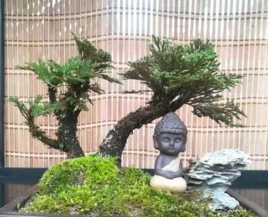  『植物』小学生爱养“此花”，遇水就活、很神奇，老花民称其：九死还魂草