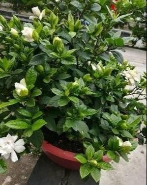 「栀子花」栀子花不开花?怕啥,顺着“暴脾气”,随后爆花苞,一茬又一茬