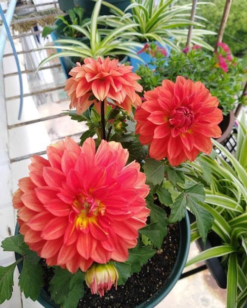  【喜欢】喜欢养花就选“小丽菊”，天气越热，花开越美，花期长达半年