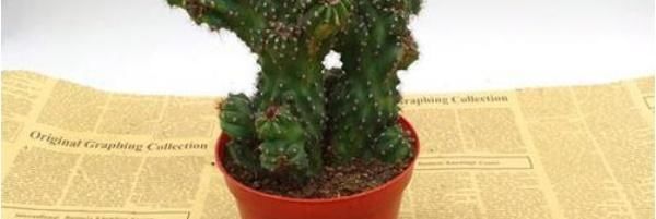  [山影]虎头山影的养殖方法