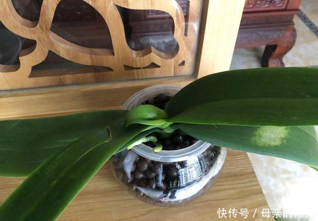 【怕水】蝴蝶兰根系怕水,烂根的蝴蝶兰水培发根快矛盾吗?2个保湿促根法