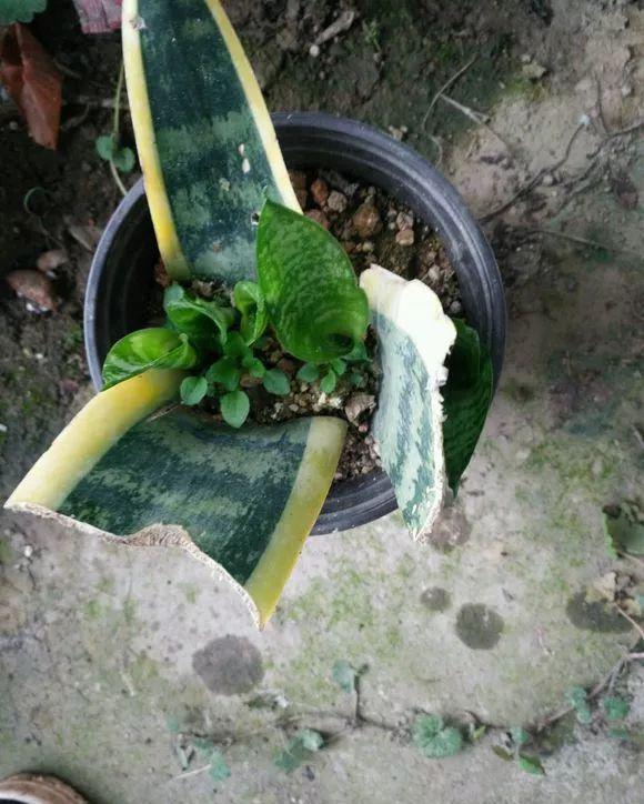 【发芽】5种花太贵,别花“冤枉钱”,剪片叶子丢盆里,20天生根发芽!