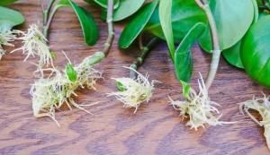  『开放』这植物专门用来观叶，花朵开放就被剪掉，还有大把人喜欢