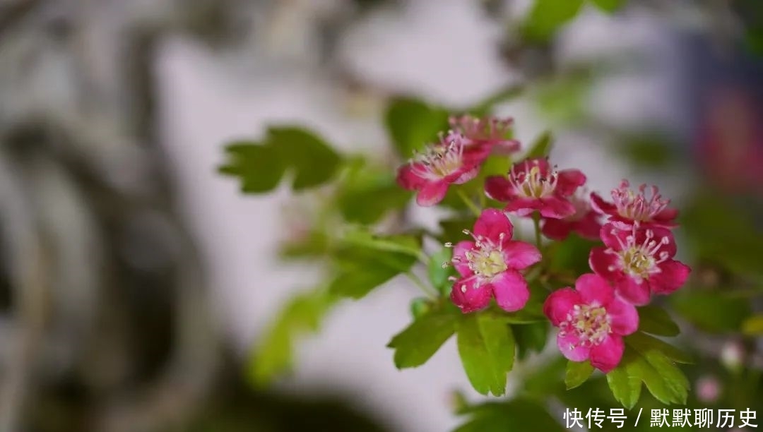  「奉贤」美图集丨“大美奉贤”山野草展，一饱眼福