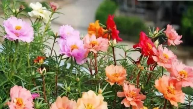  懒人■最适合“懒人”养的4种花，随意丢盆里就能活，给点水就疯长