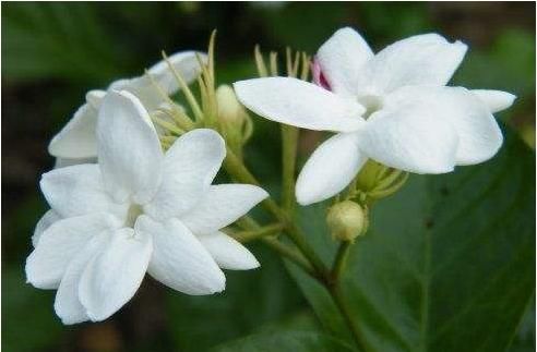  『开花』阳台养上4种花，再不担心没花赏，花开一茬接一茬，满屋清香怡人