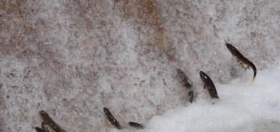 淡水鱼在海水里是不成活的，那黄河水流入渤海后黄河鱼都哪去了？